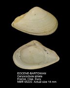 EOCENE-BARTONIAN Caryocorbula striata